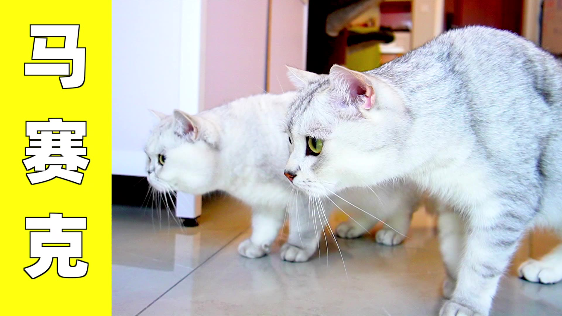 给猫买了台自动逗猫机,能用能玩还能当座驾